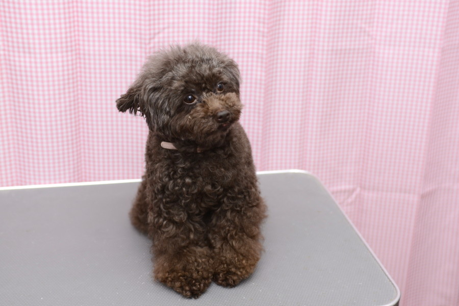 ぬいぐるみじゃないのよ～?