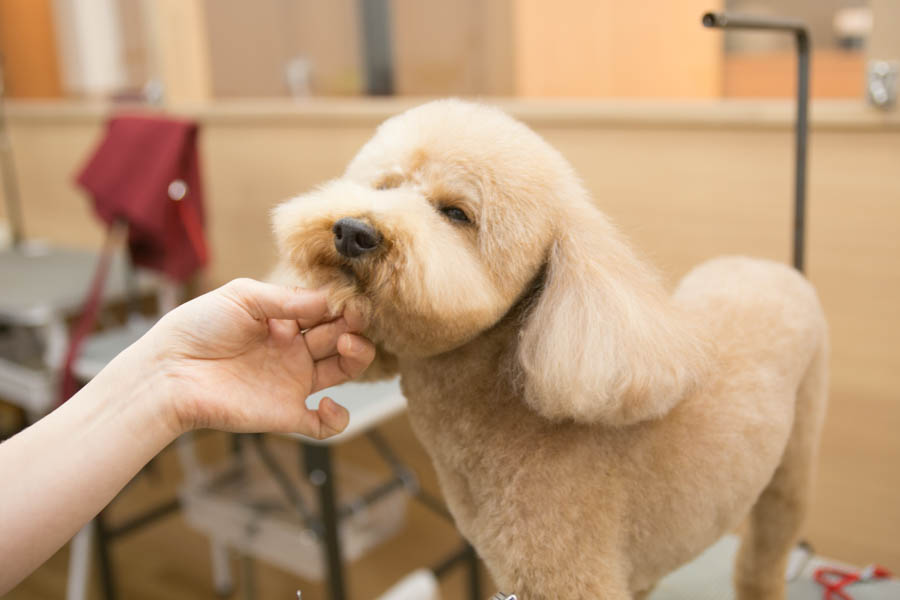 年 値段 カット相談できる 三郷市おすすめトリミングサロン4選 飼い主の口コミ掲載 人気の送迎 猫も