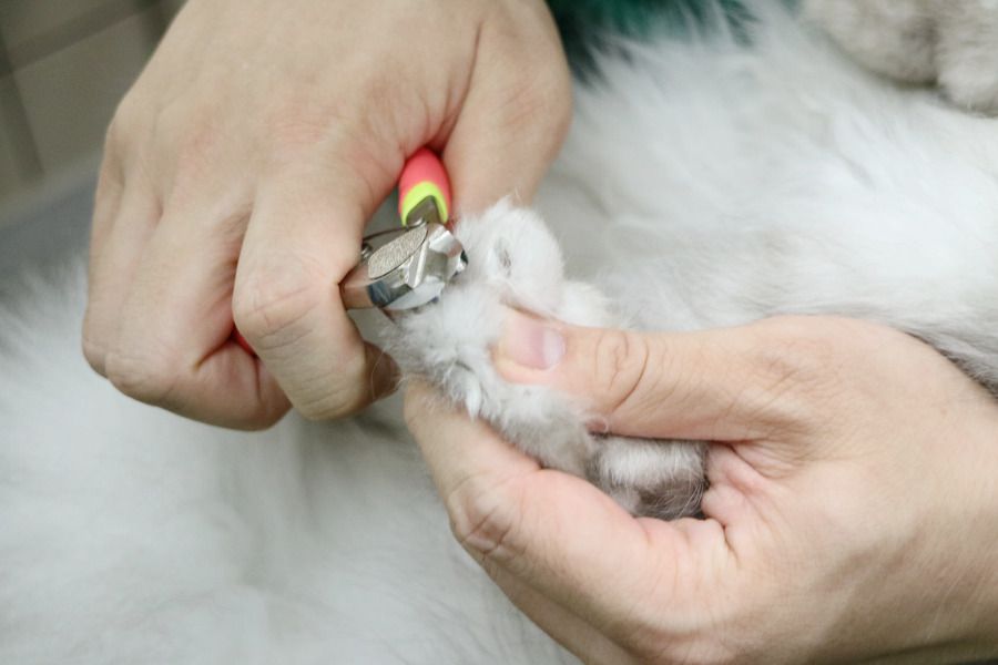 ネコちゃんも爪切りは大切です