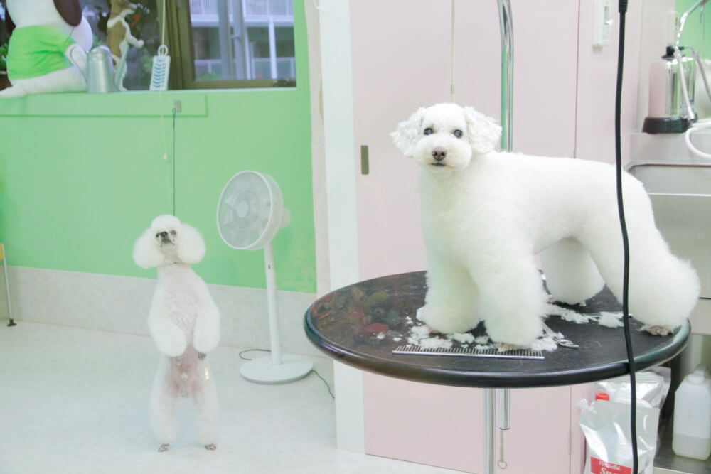 タバタバ オール ザ トリミングス 神奈川 ペット美容室 犬ねこショップ Goo地図
