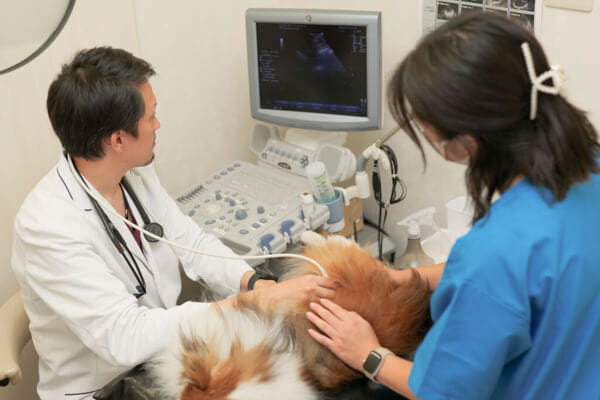 親切・丁寧・心を込めた診療で、動物たちの健康と生活の質をサポートいたします