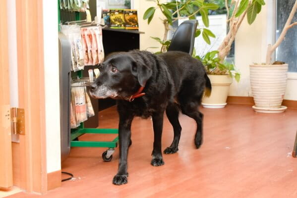 犬の床屋さん ゆず ホテル 京都府八幡市 Eparkペットライフ