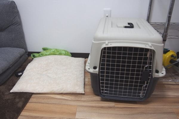 動画や写真送付サービスも人気