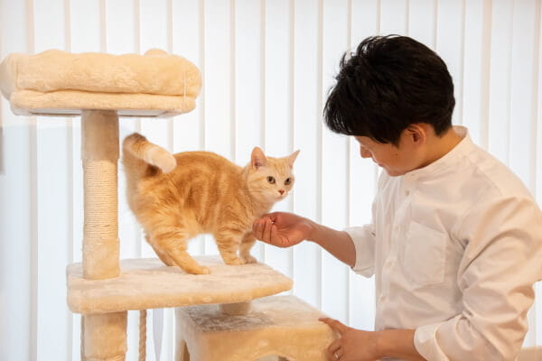 猫専門 Hotel Neko ホテル 埼玉県越谷市 Eparkペットライフ 猫専門 Hotel Neko ホテル 埼玉県越谷市 Eparkペットライフ