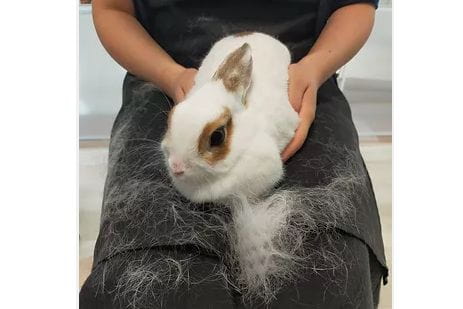 ラビットハウスナイア ペットホテル 秋田県湯沢市 Eparkペットライフ