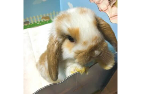 うさカフェりび ペットホテル 鹿児島県鹿児島市 Eparkペットライフ