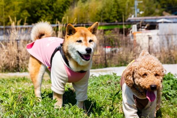犬のようちえんワンワンさくら ペットサロン トリミング 高知県高知市 Eparkペットライフ
