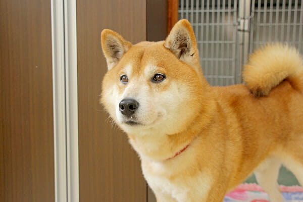 坂本動物病院 ホテル 埼玉県熊谷市 Eparkペットライフ