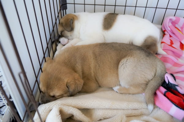 写真 ペットケアハウス すもものおうち ペットホテル 奈良県吉野郡 Eparkペットライフ