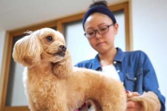 株 三國屋貿易鳥獣店 ペットのみくに ペットサロン トリミング 北海道札幌市南区 Eparkペットライフ