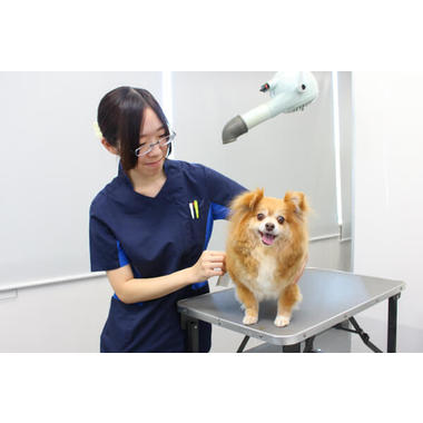 スタイルパウズ川口店 ペットサロン トリミング 埼玉県川口市 Eparkペットライフ スタイルパウズ川口店 ペットサロン トリミング 埼玉県川口市 Eparkペットライフ
