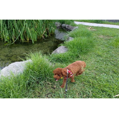 完全送迎型ペットホテル　ハナマル