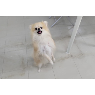 完全送迎型ペットホテル　ハナマル