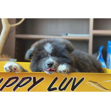 Pet Shop Puppy Luv(ホテル)