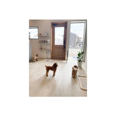 dog salon THE ROOM