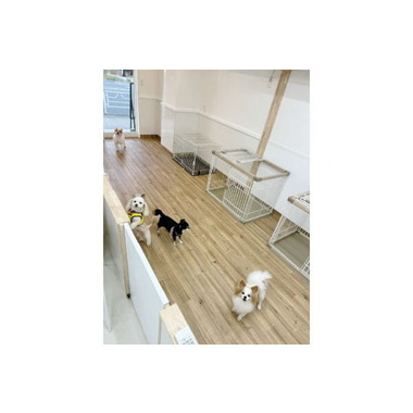 Lulu dog trimming 相模大野