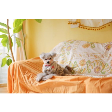 ドッグクラブハウスPICASSO（ケージレス）