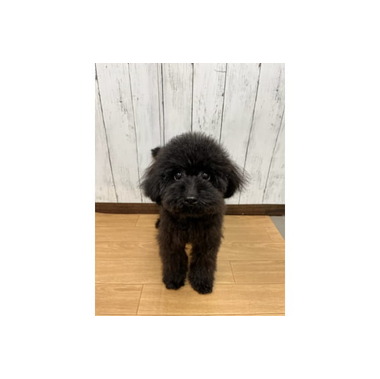 ペッツマックス新習志野店