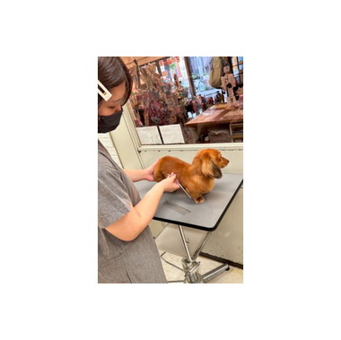 ペットサロン ハイジ 湊川店