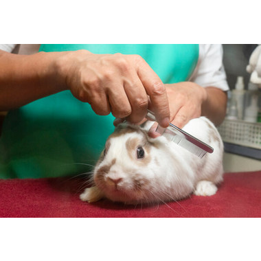 ホームセンター コーナン新大阪センイシティー店ペットコーナー ペットサロン トリミング 大阪府大阪市淀川区 Eparkペットライフ