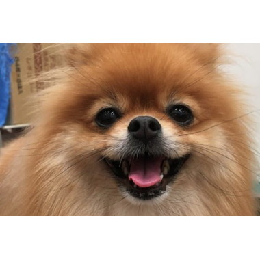 スタッフ Dogdesign Lieb Ling ペットサロン トリミング 兵庫県姫路市 Eparkペットライフ