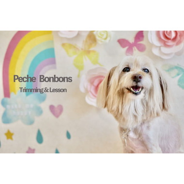 トリミング&レッスン　Peche Bonbons