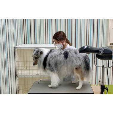 ペットショップ犬の家&猫の里 相模原店