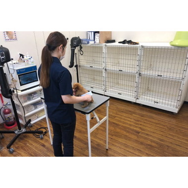 ペットショップ犬の家&猫の里 富士店