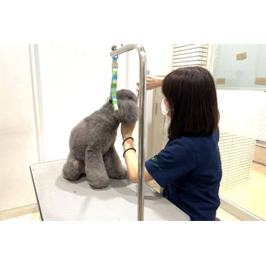 ペットショップ犬の家&猫の里 新宿店