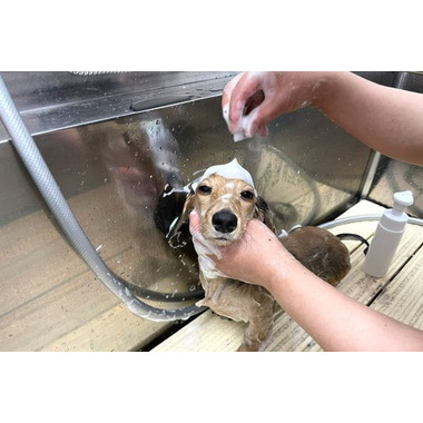 Dog Salon Wan.2.3