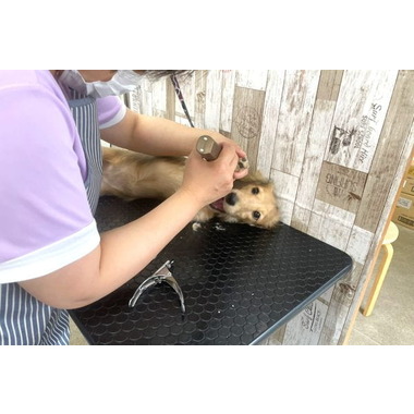 Dog Salon Wan.2.3