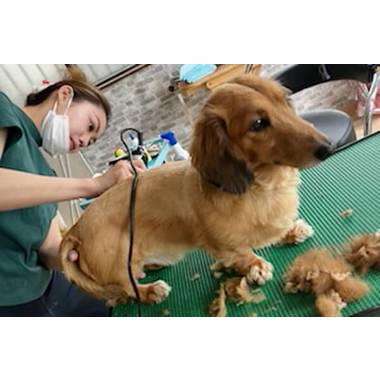 Dog salon Haru Haru