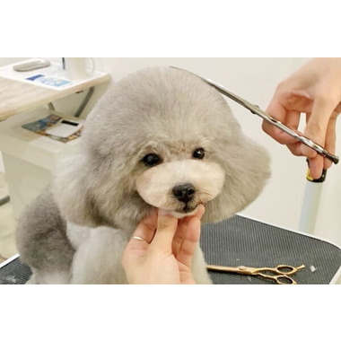 dog salon moon fur