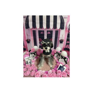 トリミングサロンMuu's