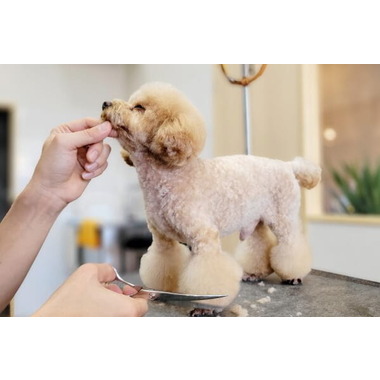 Dog Salon coco