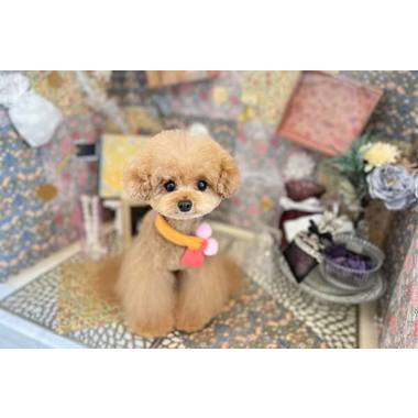 Dog Salon & Spa Furufuru