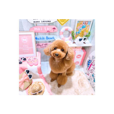 ☆PuPuエステ☆ PuPu COLLECTION 【好評！トリミング生配信公開中】