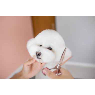 Dog Salon amo【小型犬専門】
