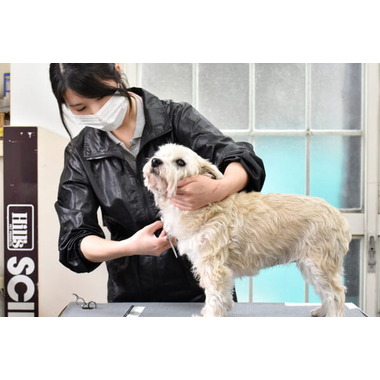 亀岡市の中型犬のトリミング ペットサロン 8件 口コミ 写真多数 Eparkペットライフ