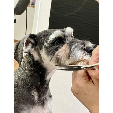 Trimming Salon Lien ~リアン~