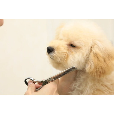 Dog Salon NT