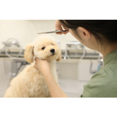 Dog Salon NT