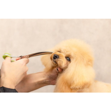 Dog Salon horo horo