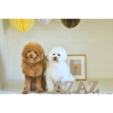 Dog Salon AZAZ
