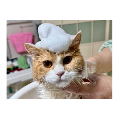 猫専門サロン Love Nya【ラテスパペット導入】