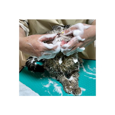 猫専門サロン Love Nya【ラテスパペット導入】