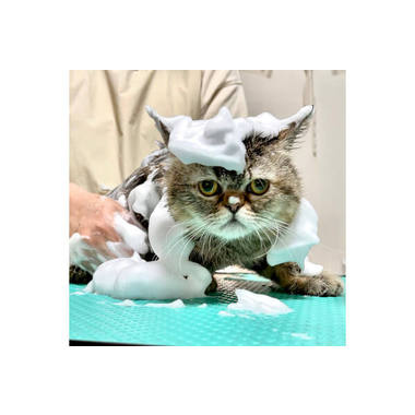 猫専門サロン Love Nya【ラテスパペット導入】