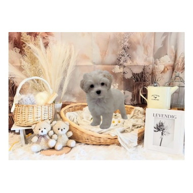 トリミングサロン　トーリーメイト　氷川台店