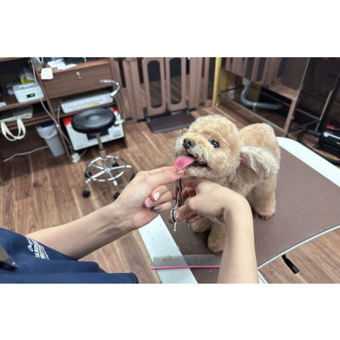 木場パークサイド動物病院Trimming Room