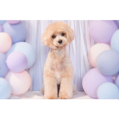 Trimming salon Sugar